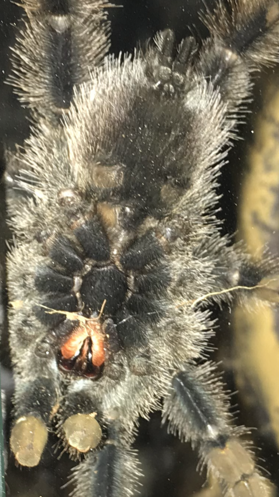 A. Avicularia better picture [3/3]