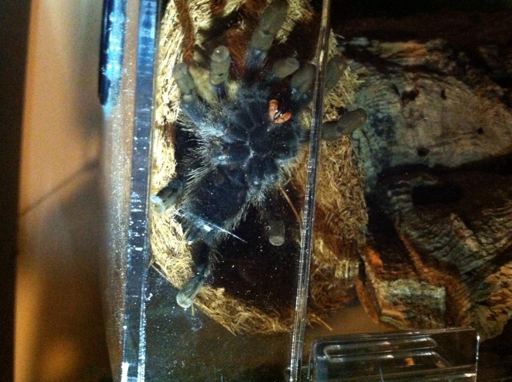 A. Avicularia better picture