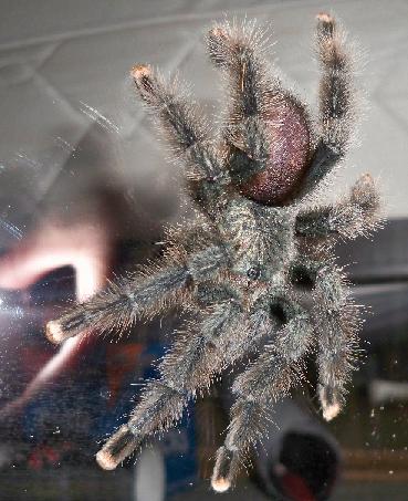 A. avicularia "Bullet"