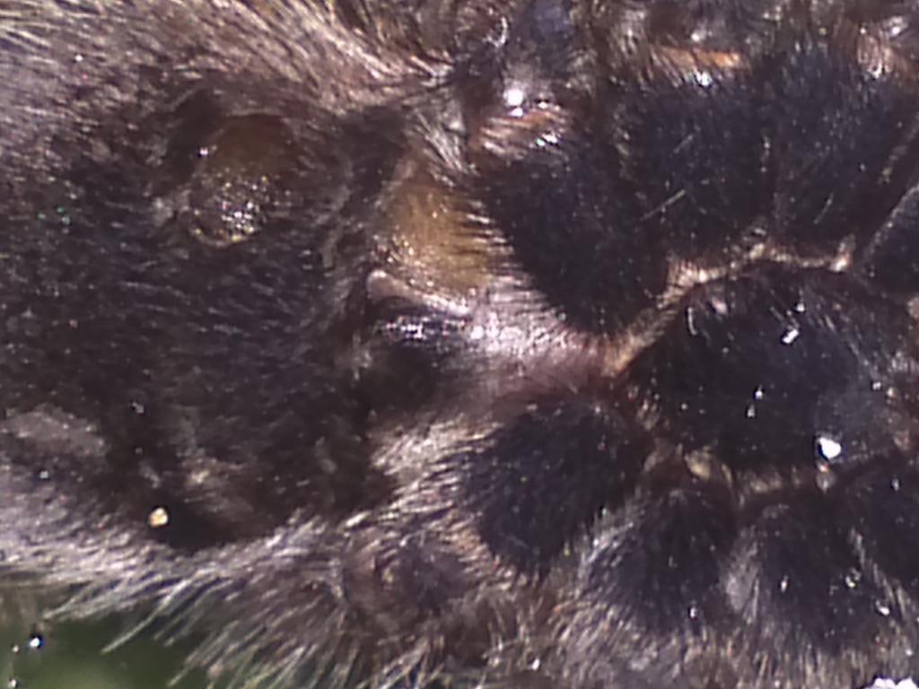 A. avicularia closer pic