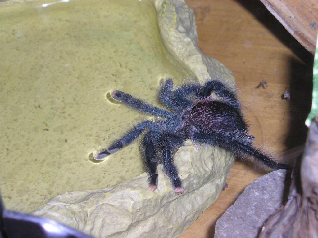 A. avicularia drinking