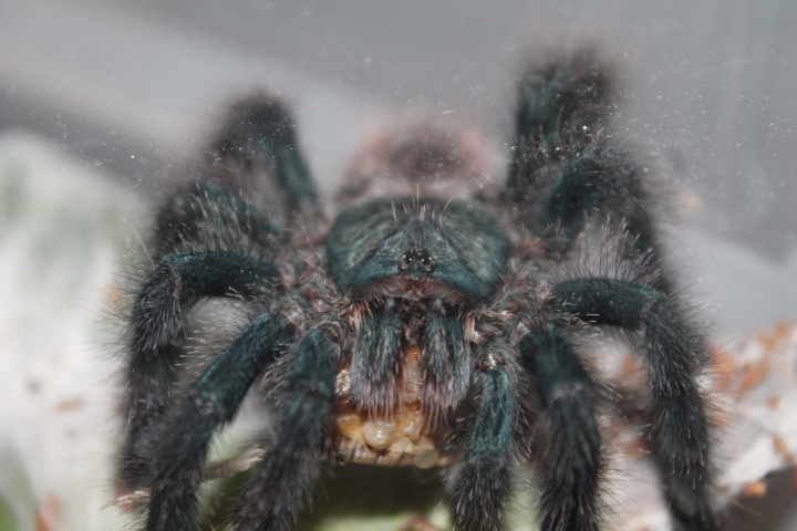 A. Avicularia eating.