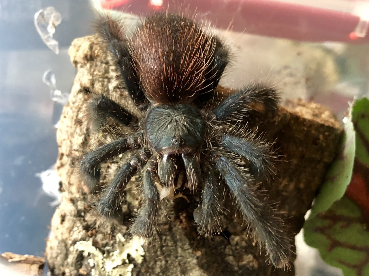 A. Avicularia eating