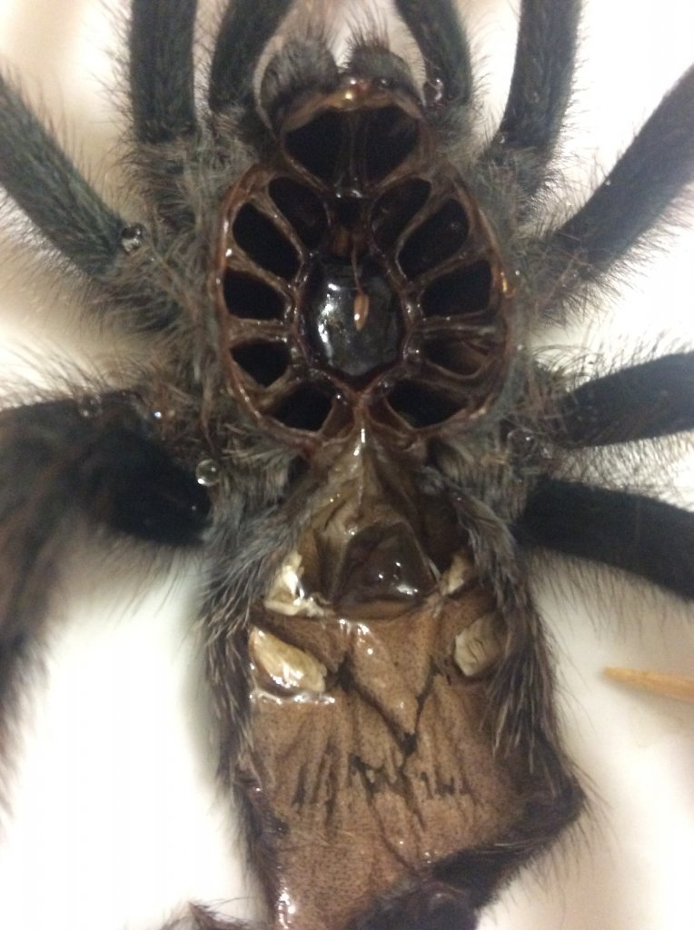 A. Avicularia Epignyum