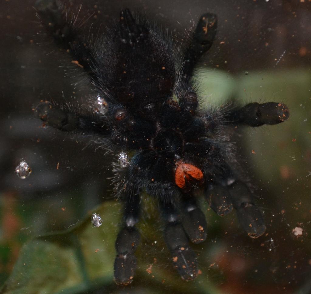 A.avicularia female or male??