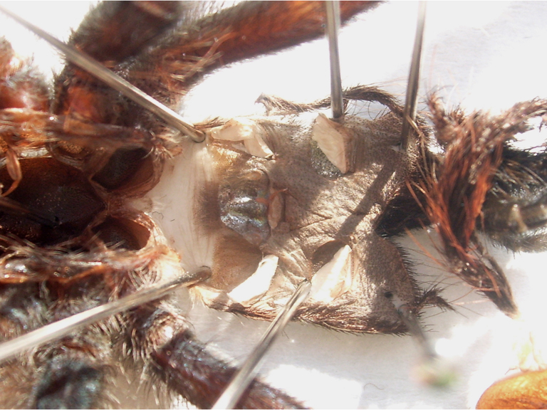 a. avicularia female?