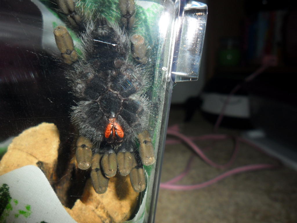 A. Avicularia Juv. Male?