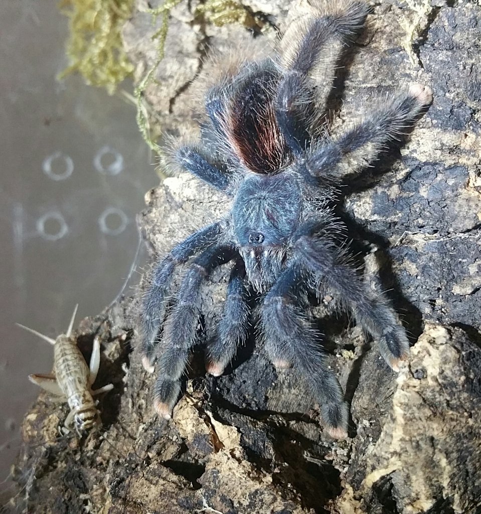 A. Avicularia Lunch Time