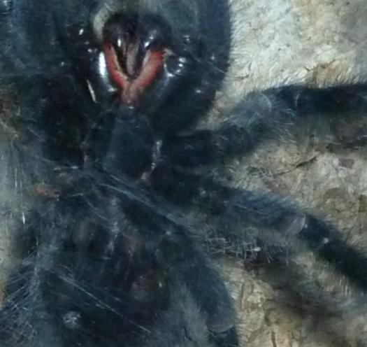 A. Avicularia M Or F?
