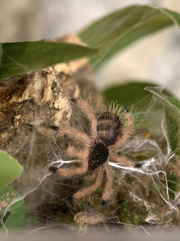 A. avicularia M2