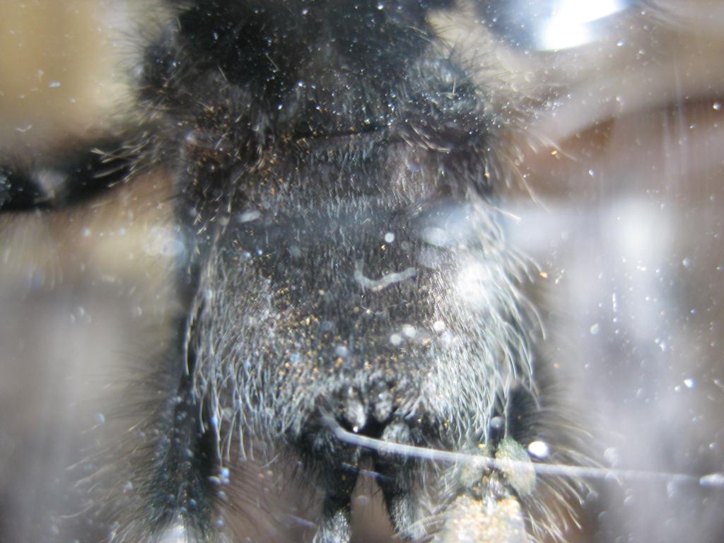 A. Avicularia male or female ?