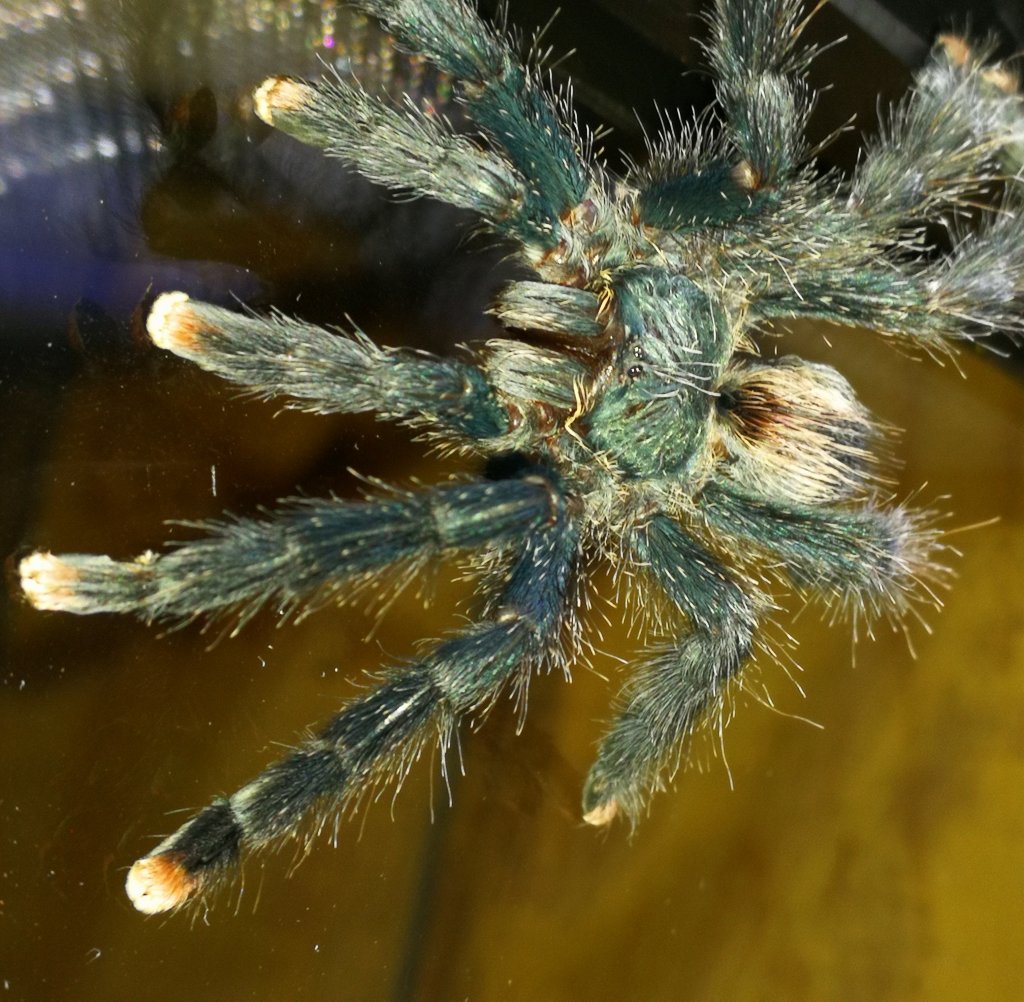 A. avicularia male