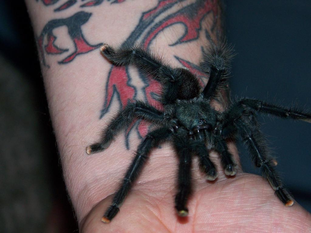 A. avicularia Mature Male