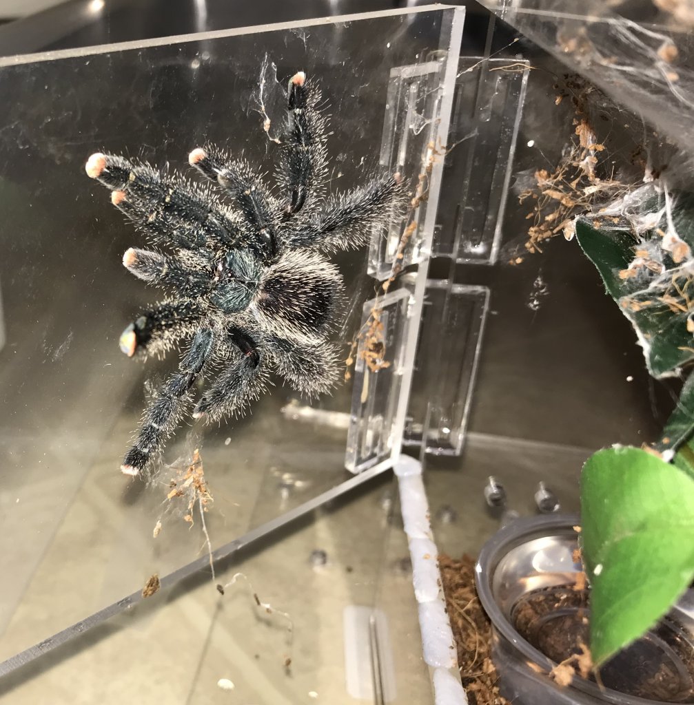 A. avicularia (metallica)