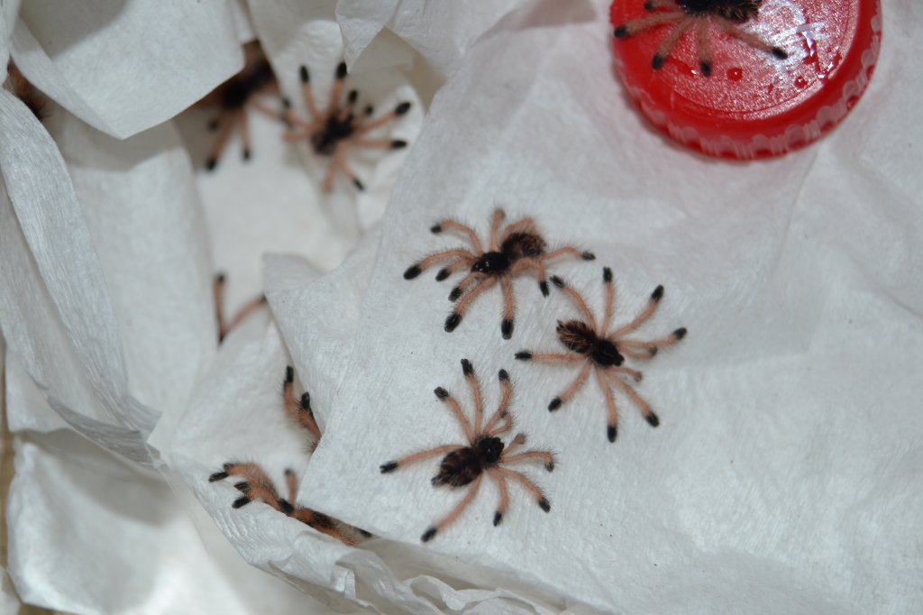 A.avicularia morphotype 6 babies