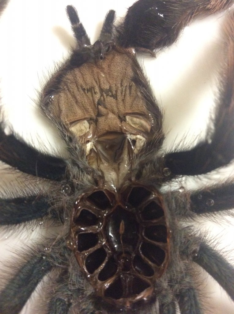 A. Avicularia Moult