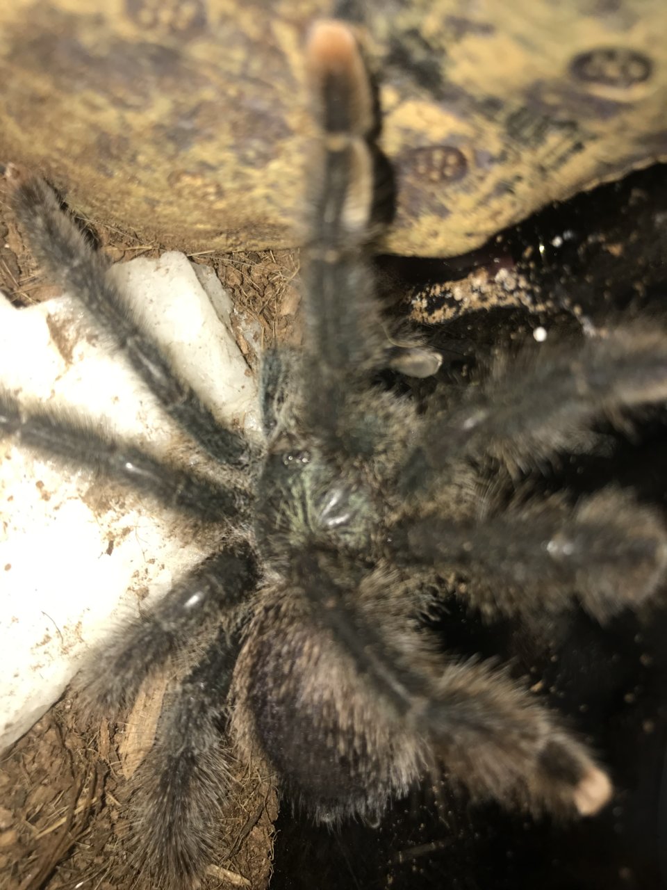 A. Avicularia my sweetest T ever.