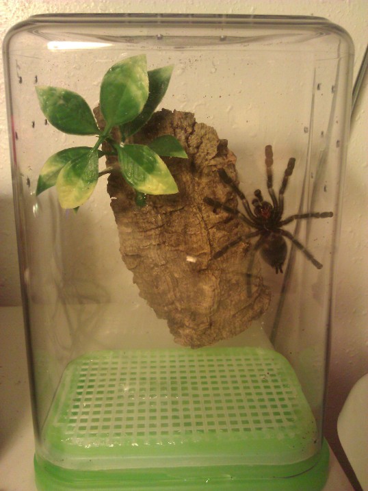 A. avicularia rehousing