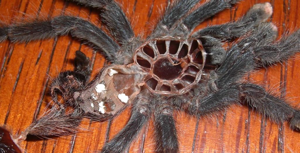 A. Avicularia Sexing -- 3.5in