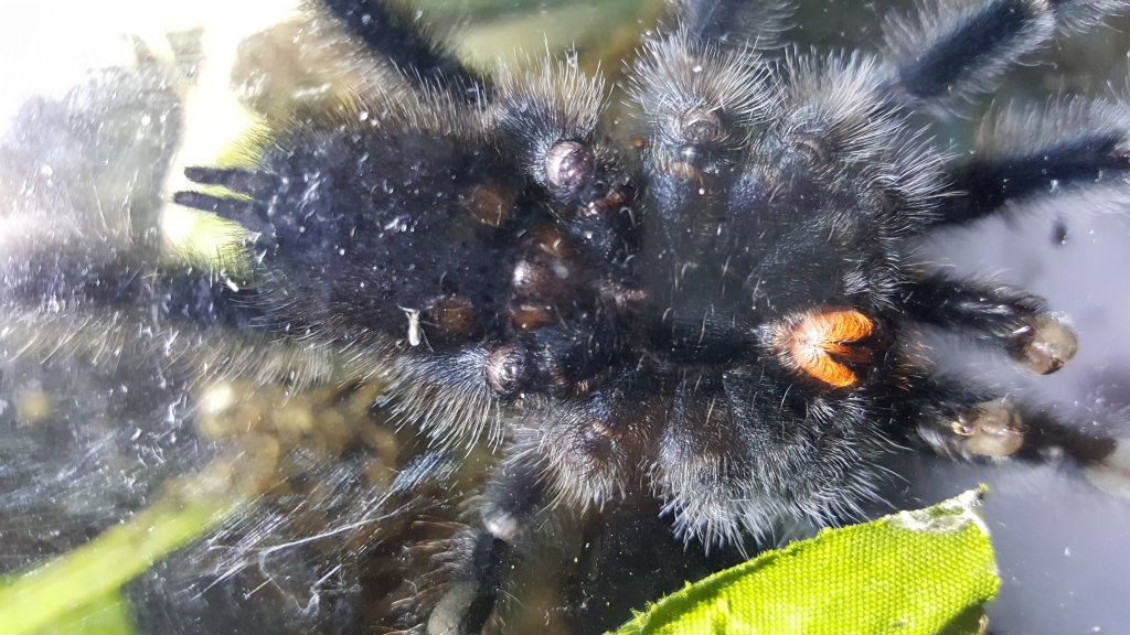 A. Avicularia Sexing - Female?