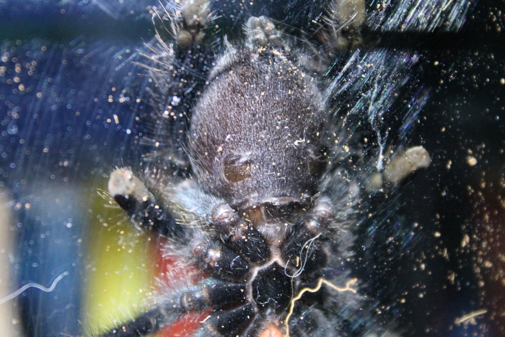 A Avicularia Sexing