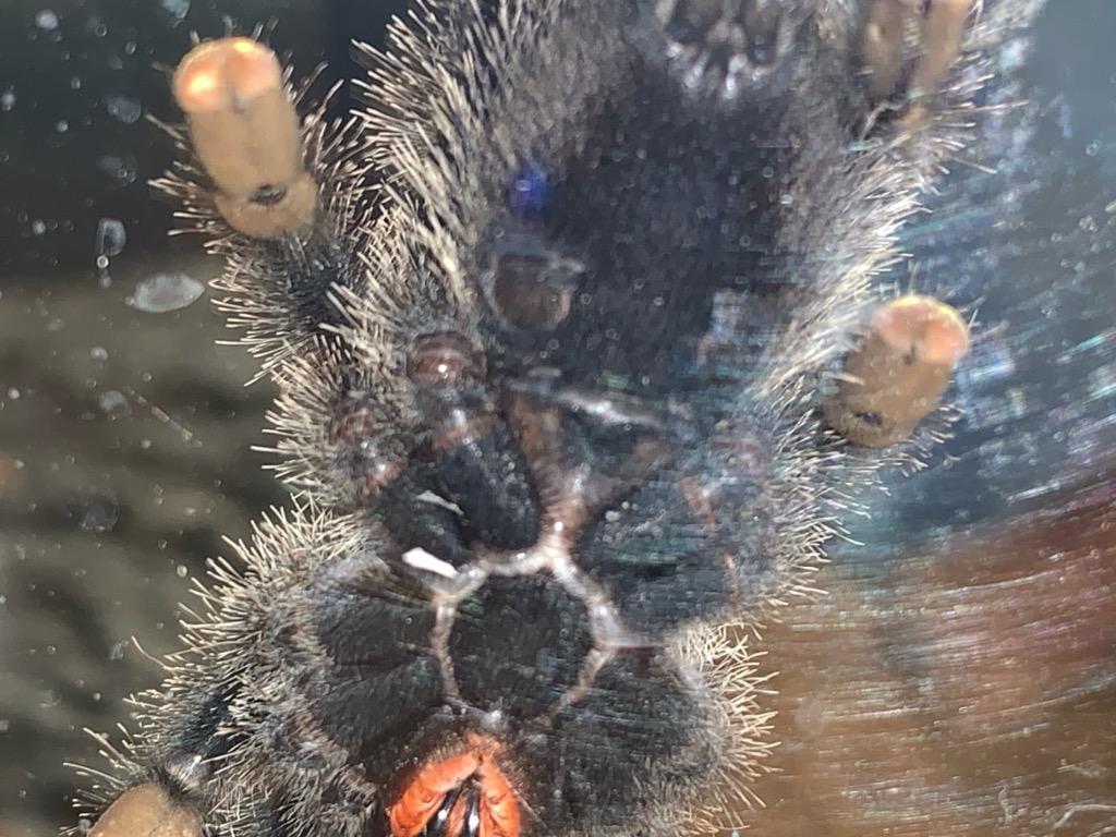 A. avicularia Sexing