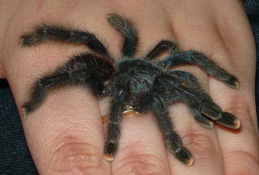 A. avicularia Shortly After Rescue From LPS