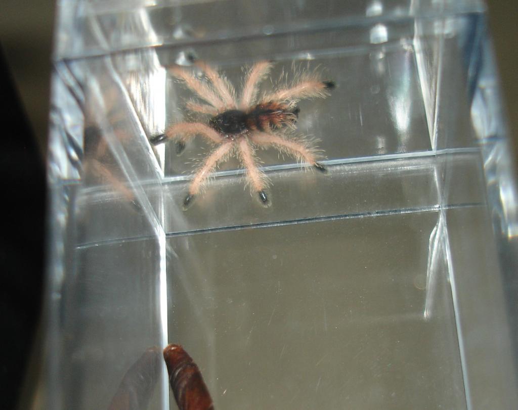 A. Avicularia Sling