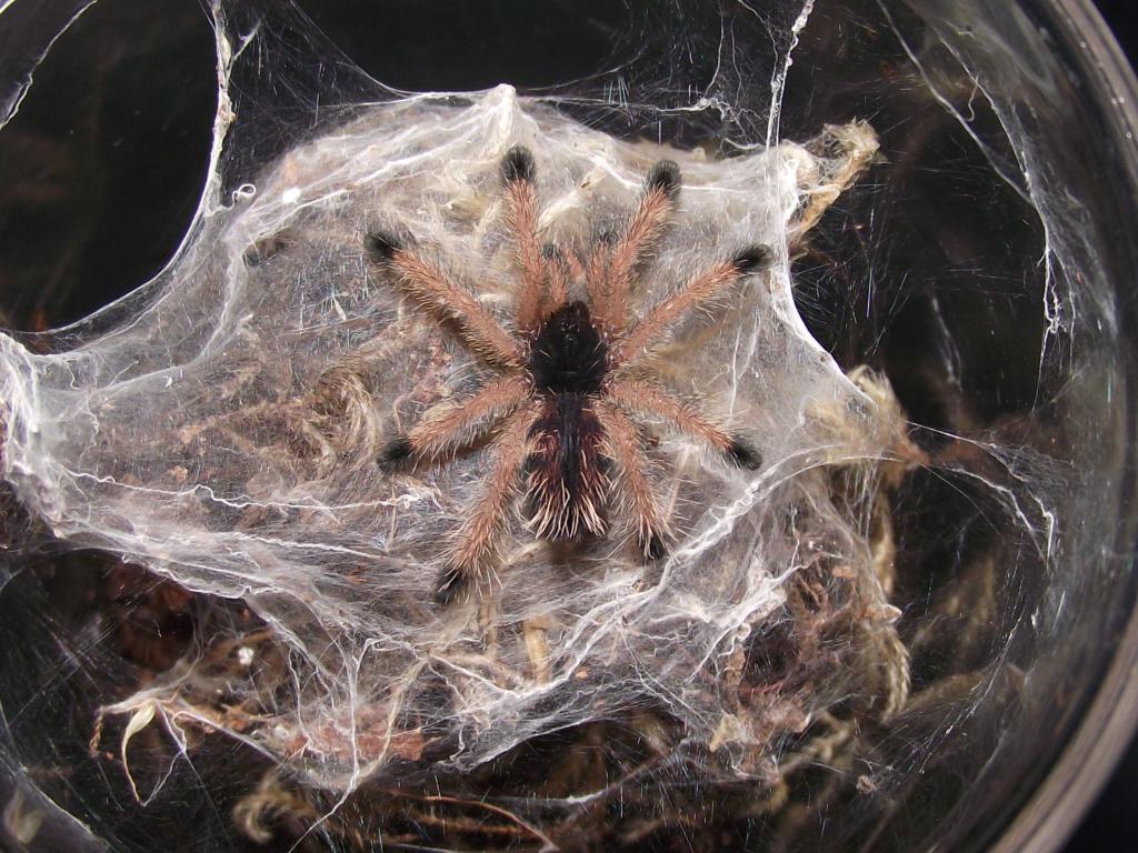 A. avicularia sling