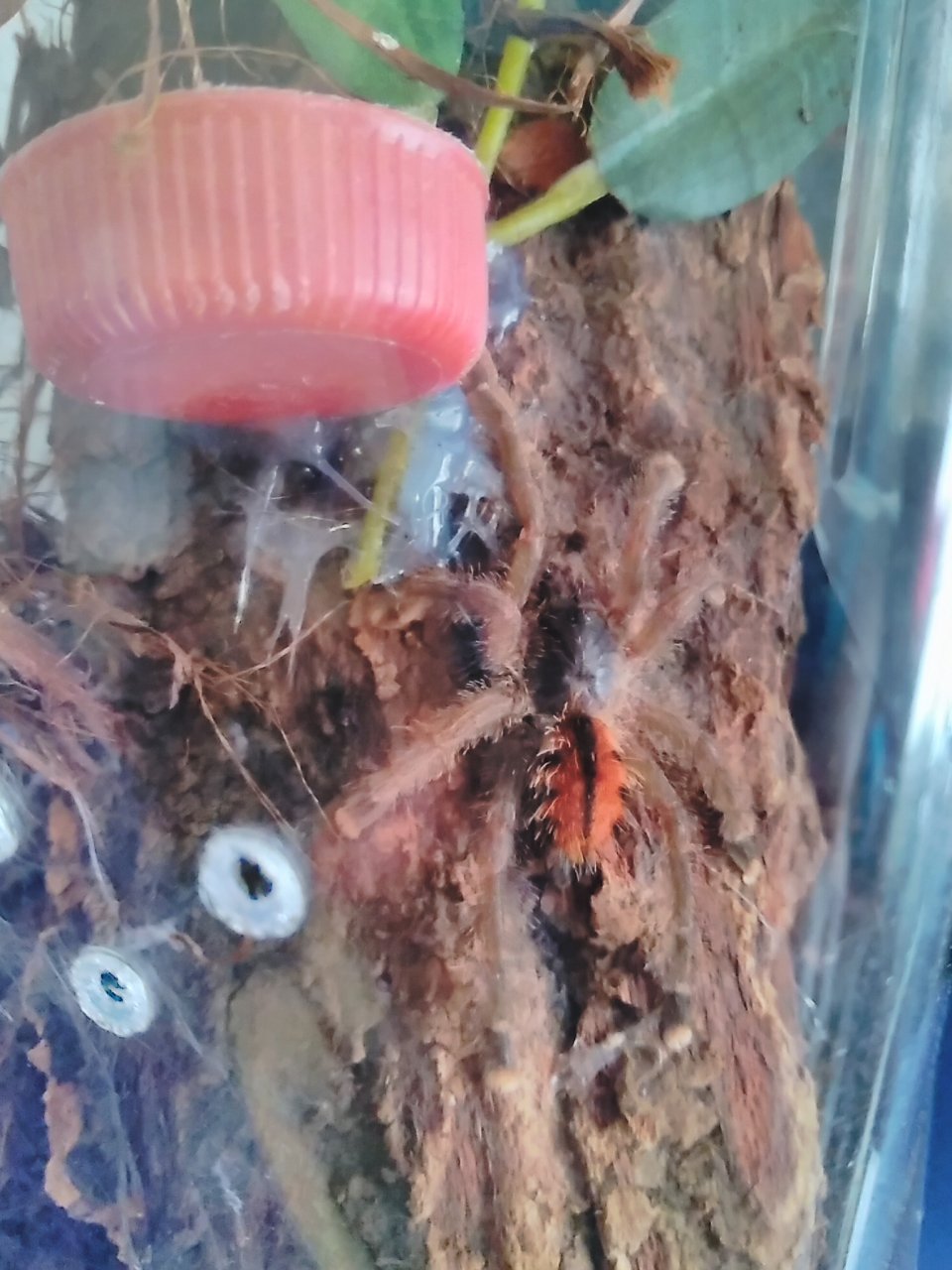 A. avicularia sling