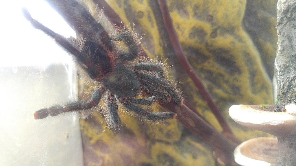 A. Avicularia sub-adult on a stick