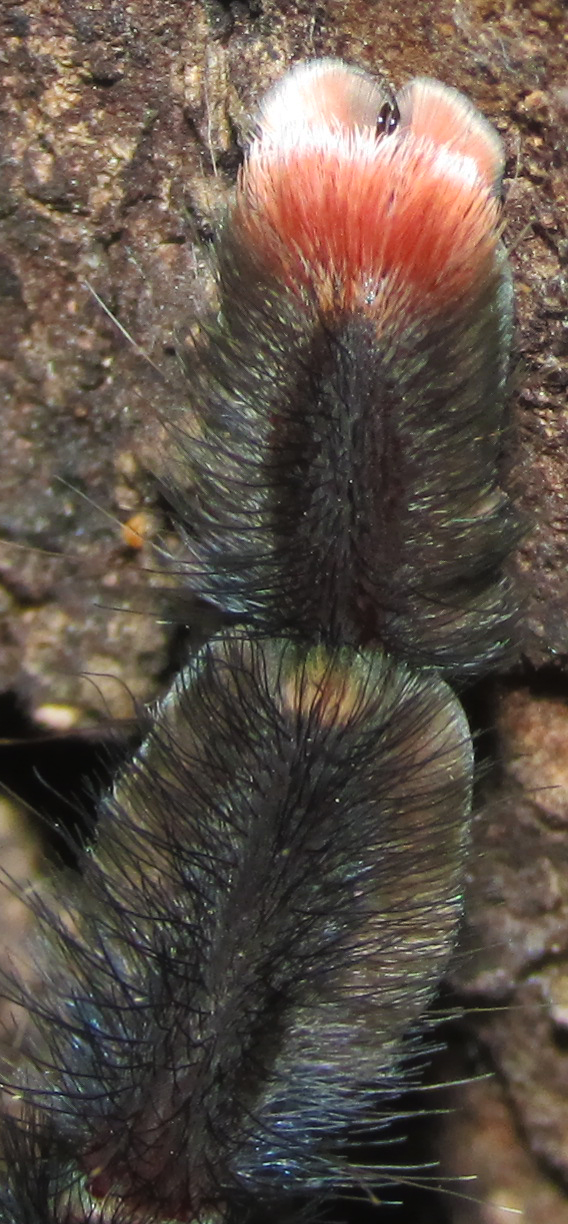 A. avicularia Tarsal Claw