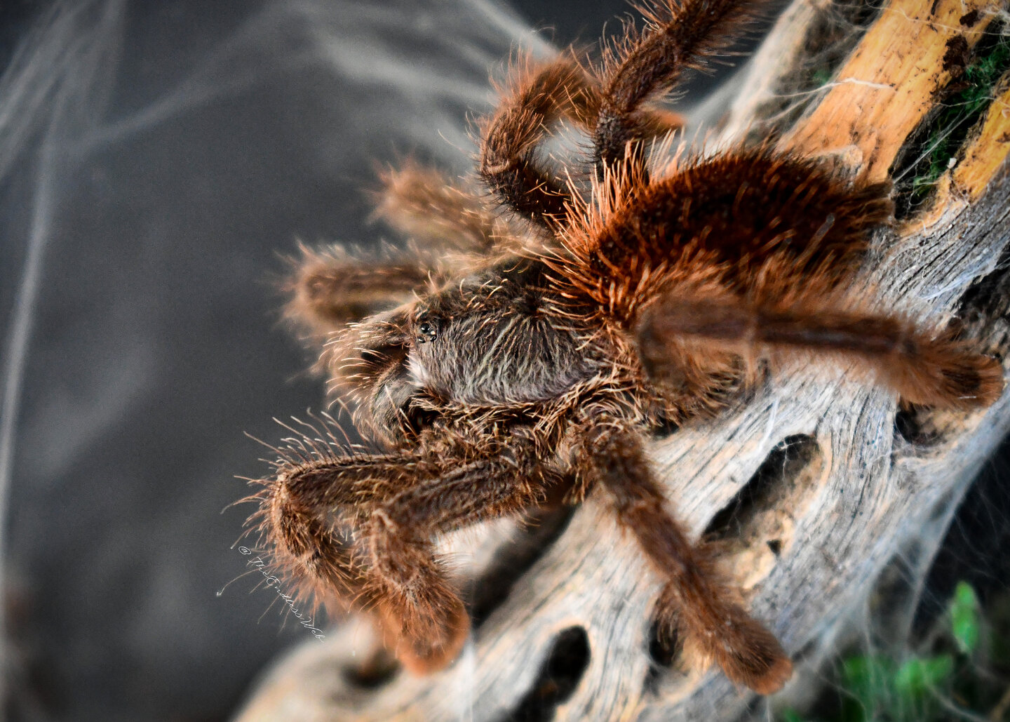 A.Avicularia v2 11822