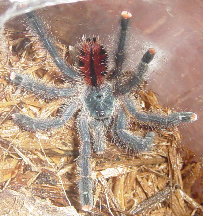 A avicularia