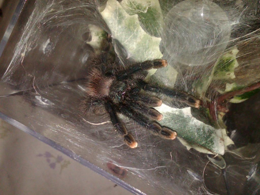A. Avicularia