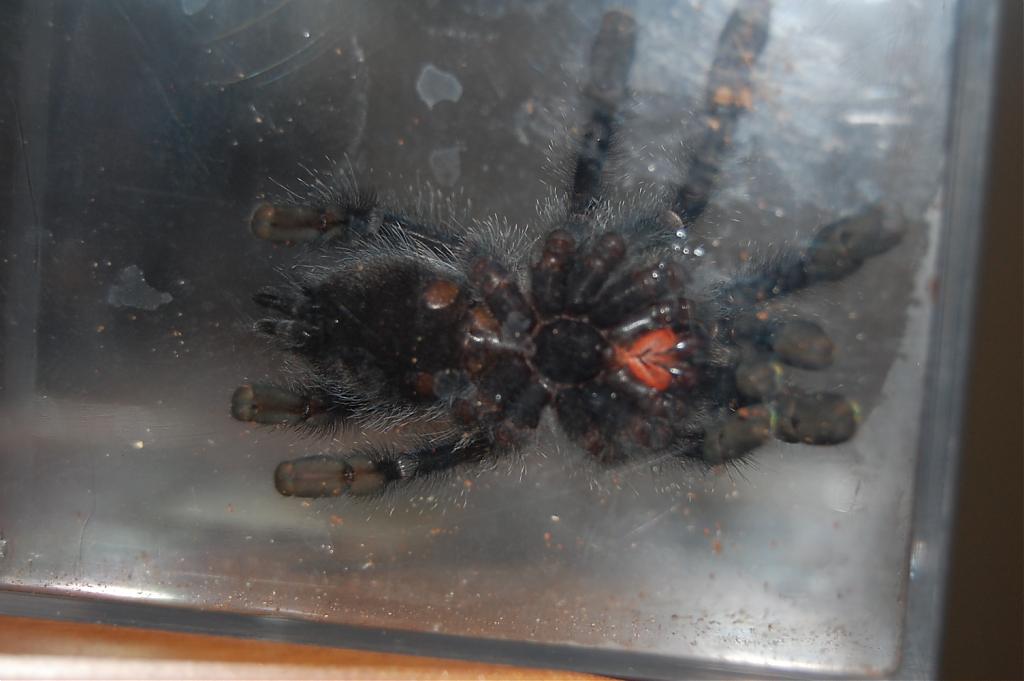 A. Avicularia