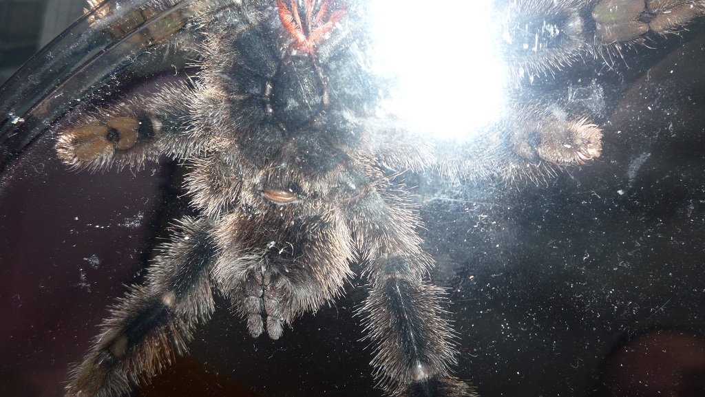 A Avicularia