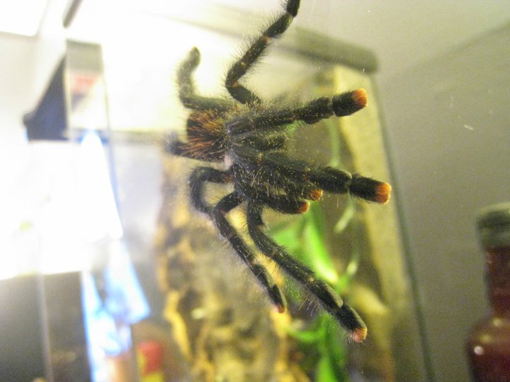 A. Avicularia...?