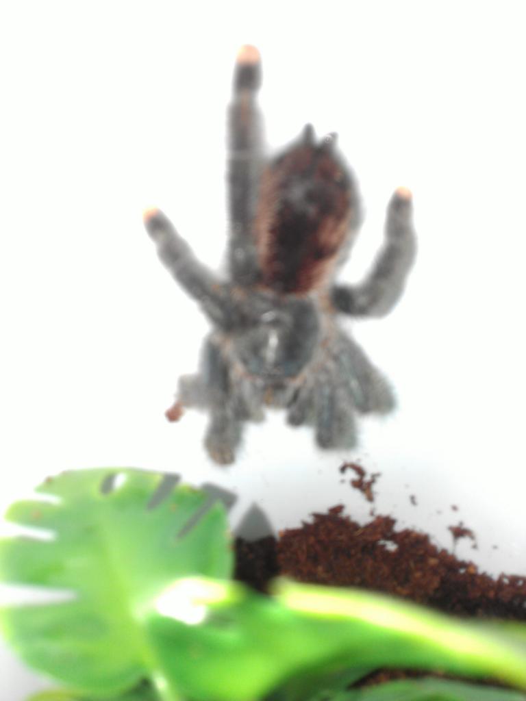 A. Avicularia