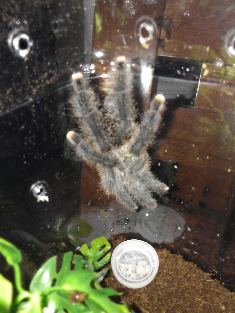 A. Avicularia