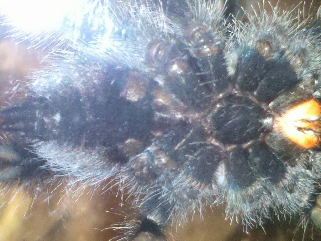 A. avicularia