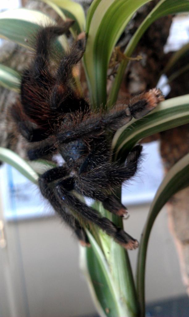 A. avicularia