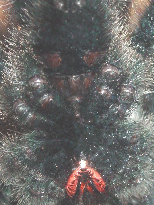 A. avicularia