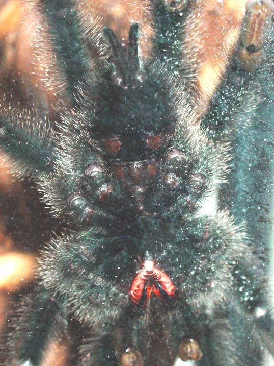 A. avicularia