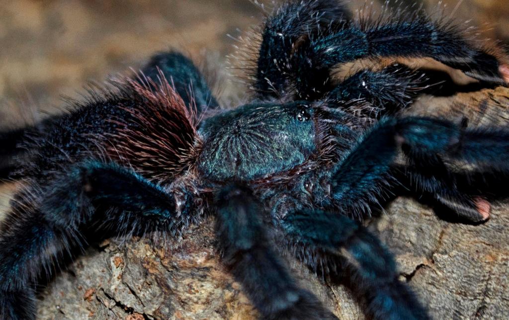 A. avicularia