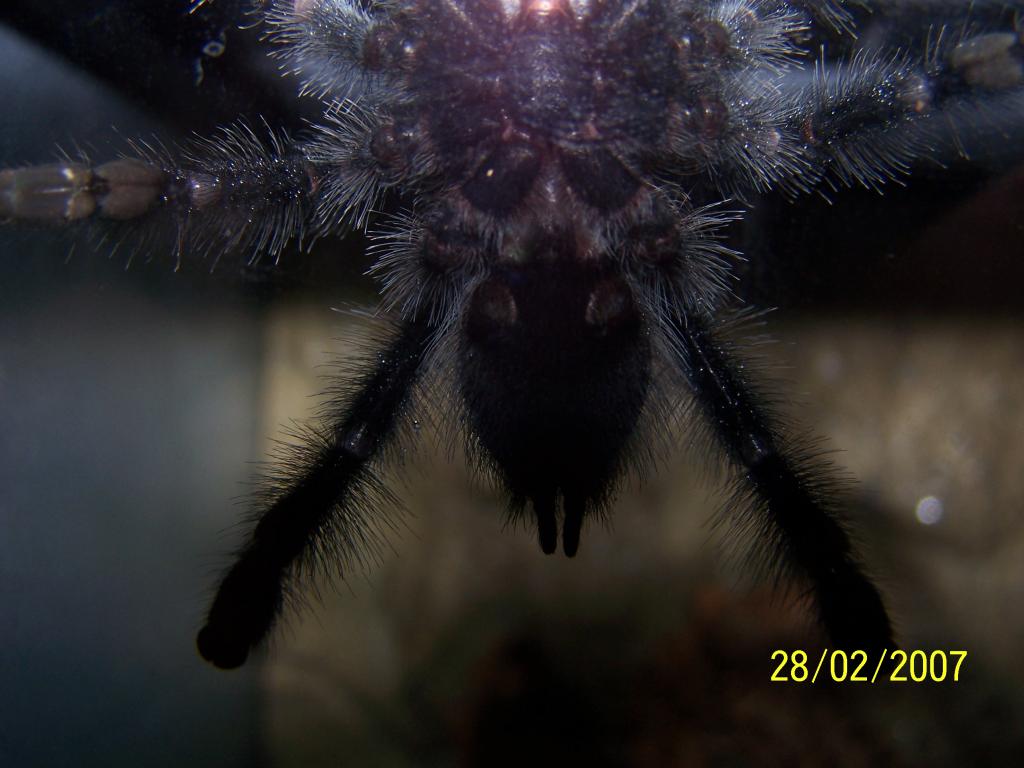 A.avicularia