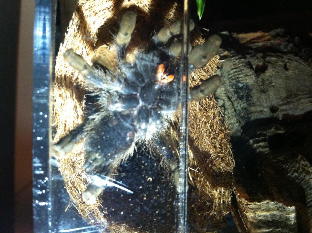 A. Avicularia