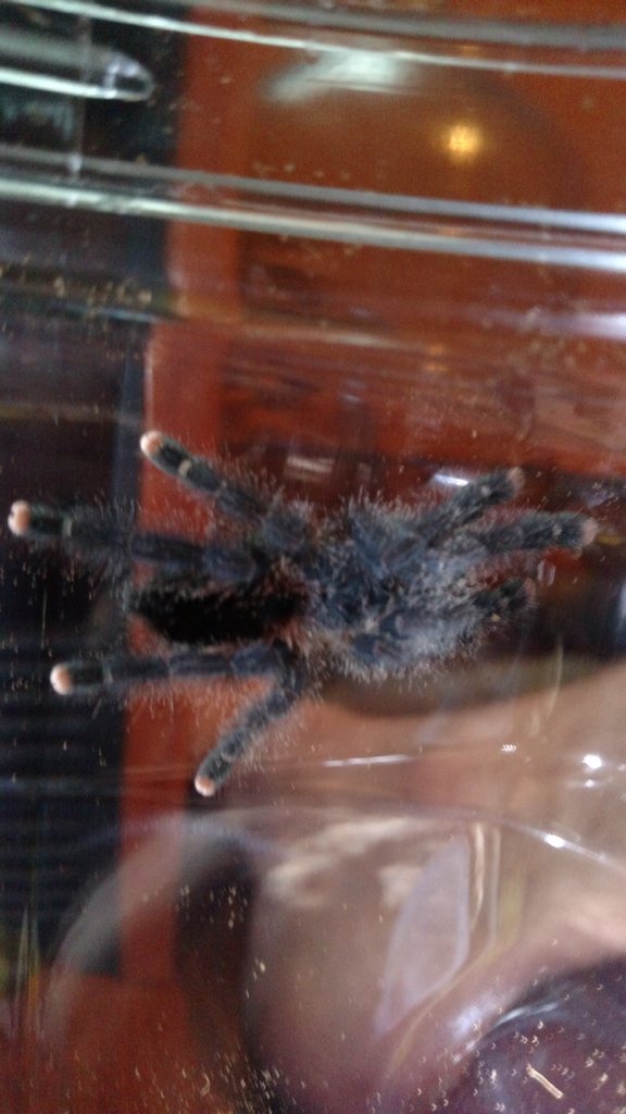 A. Avicularia?