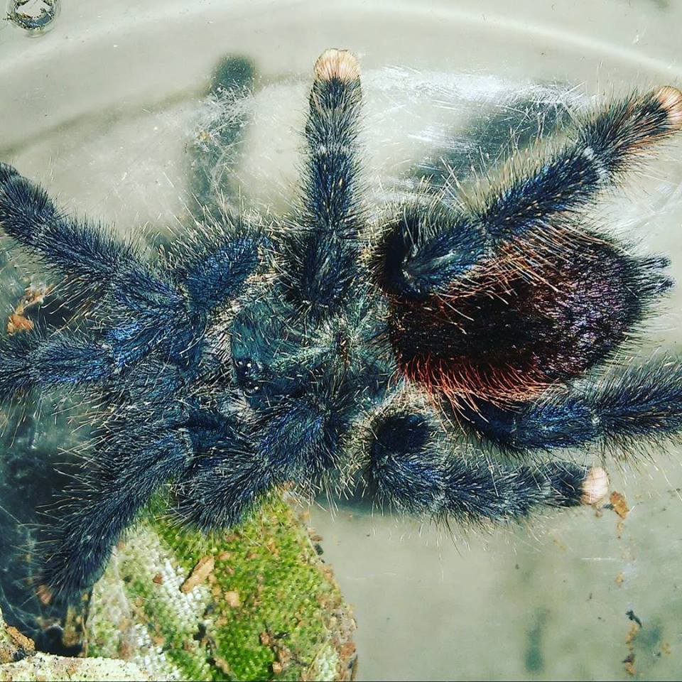 A. avicularia