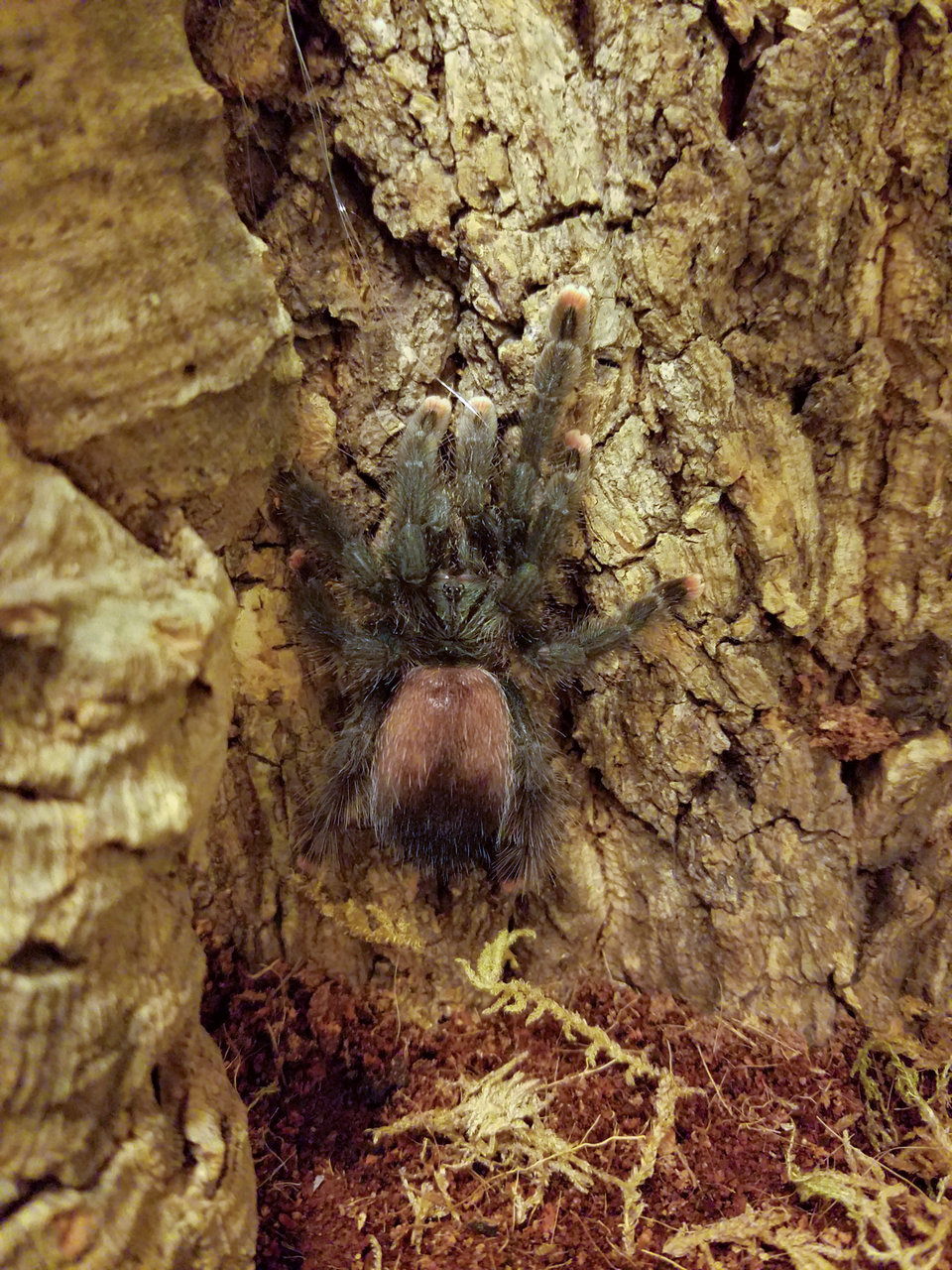 A. avicularia